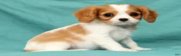 Cavalier King Charles Spaniel dogs for sale: Natasha - Ad 5