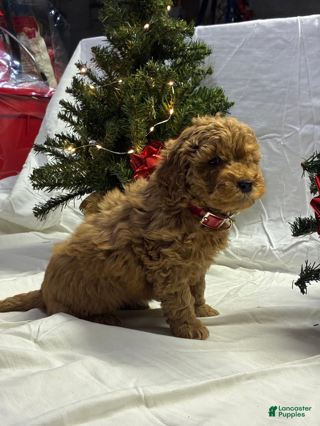 Mini Goldendoodle dogs for sale: Cocoa - Ad 2