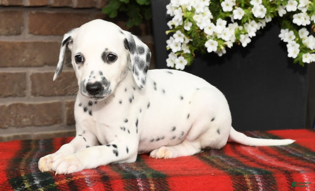 Dalmatians Common Deaf Dog Breeds Dalmatian Puppies For Sale