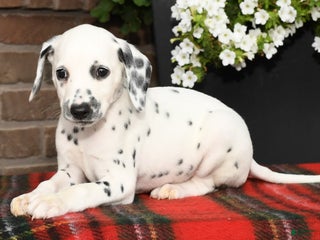 Dalmatian dogs - Ad 28