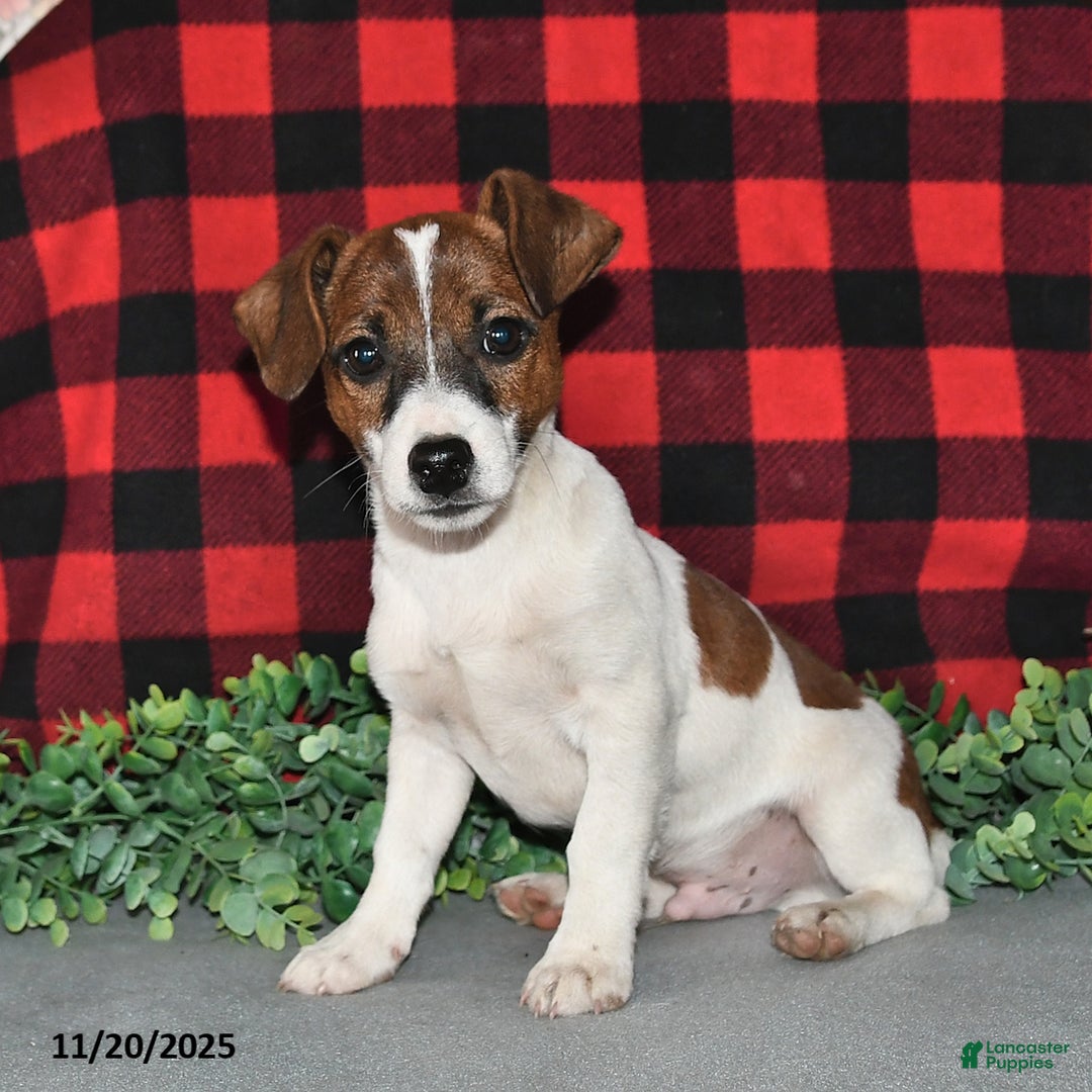 Jack Russell Terrier dogs for sale: Jasper - Ad 4
