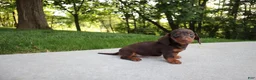 Dachshund dogs for sale: Kobe - Ad 2