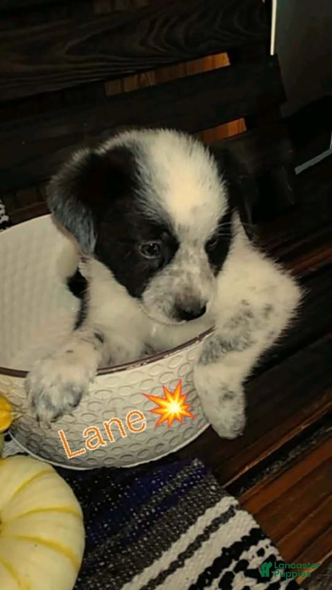 Australian Cattle Dog dogs for sale: Australian Cattle Dog 3 Lane - Ad 1