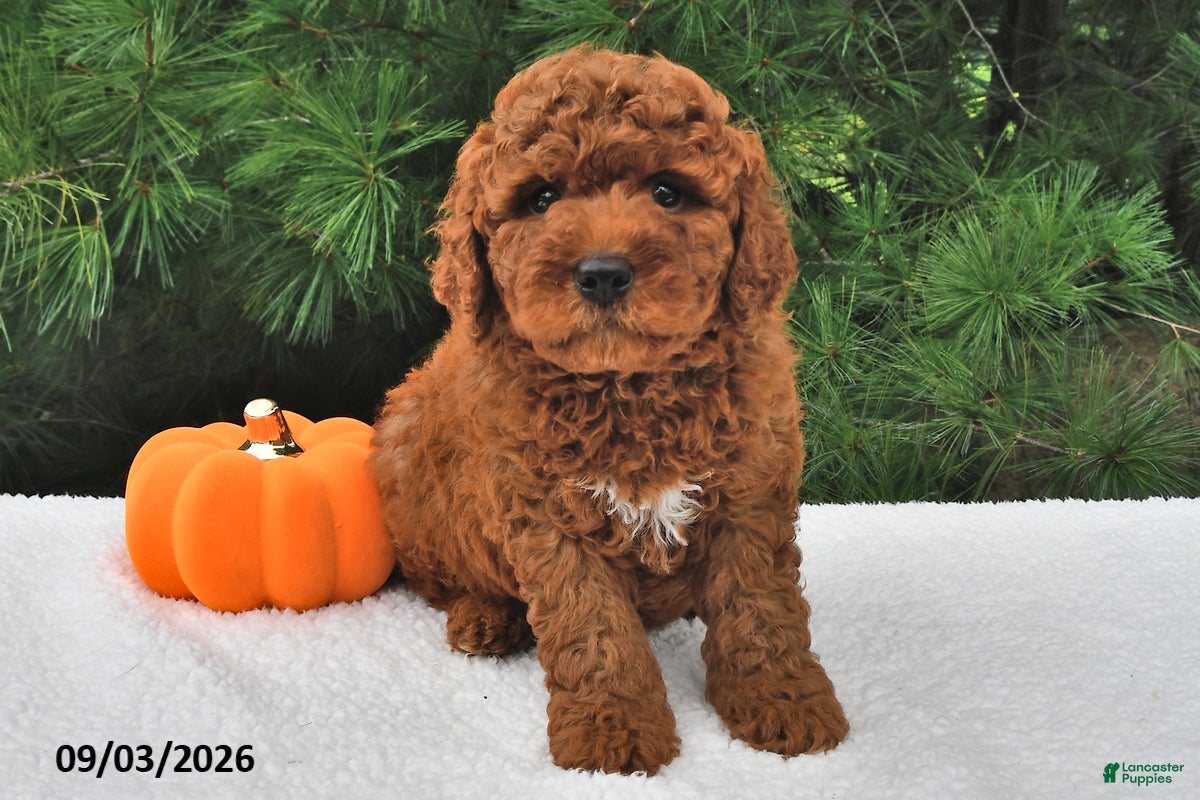 Mini Goldendoodle dogs Bentley - Ad 1