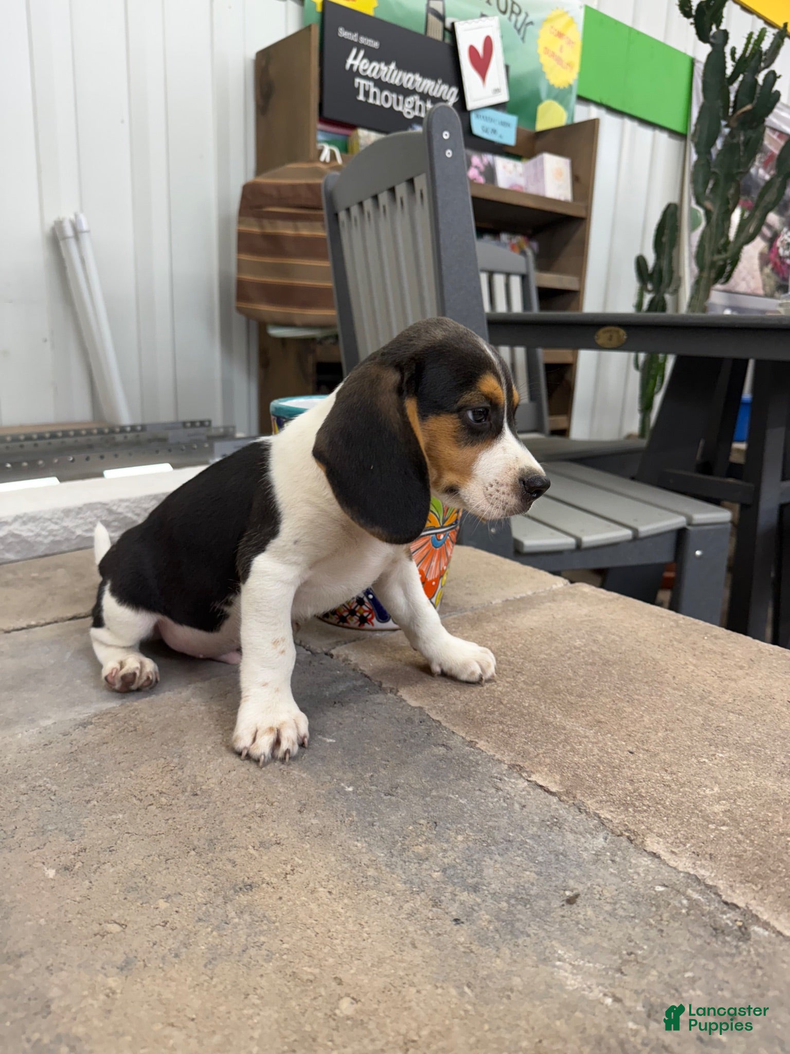 Beagle dogs AKC Sean - Ad 2