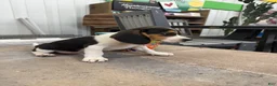 Beagle dogs for sale: AKC Sean - Ad 2