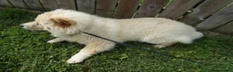 Chow Chow dogs for sale: Chow Chow Puppy 1 Gordy - Ad 4