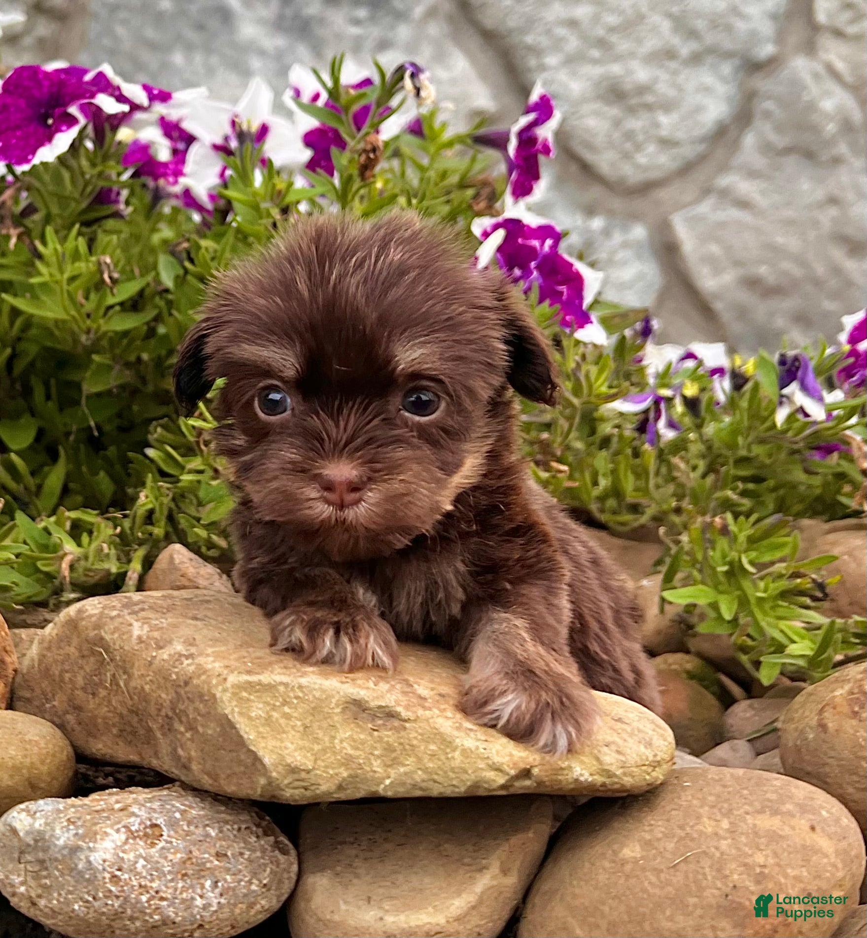 Havanese dogs Mimi - Ad 2