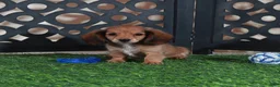 Miniature Dachshund dogs for sale: Smokey Handsome Mini ACA Dachshund - Ad 4