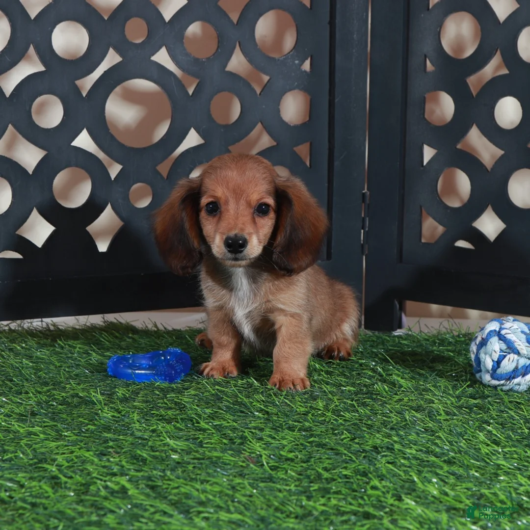 Miniature Dachshund dogs for sale: Smokey Handsome Mini ACA Dachshund - Ad 4