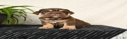 English Bulldog dogs for sale: Rayne - Ad 5