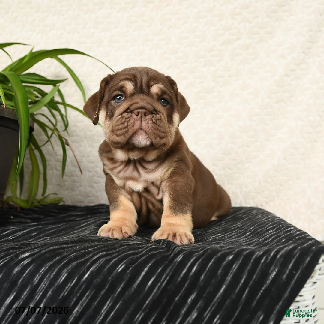 English Bulldog dogs for sale: Rayne - Ad 5