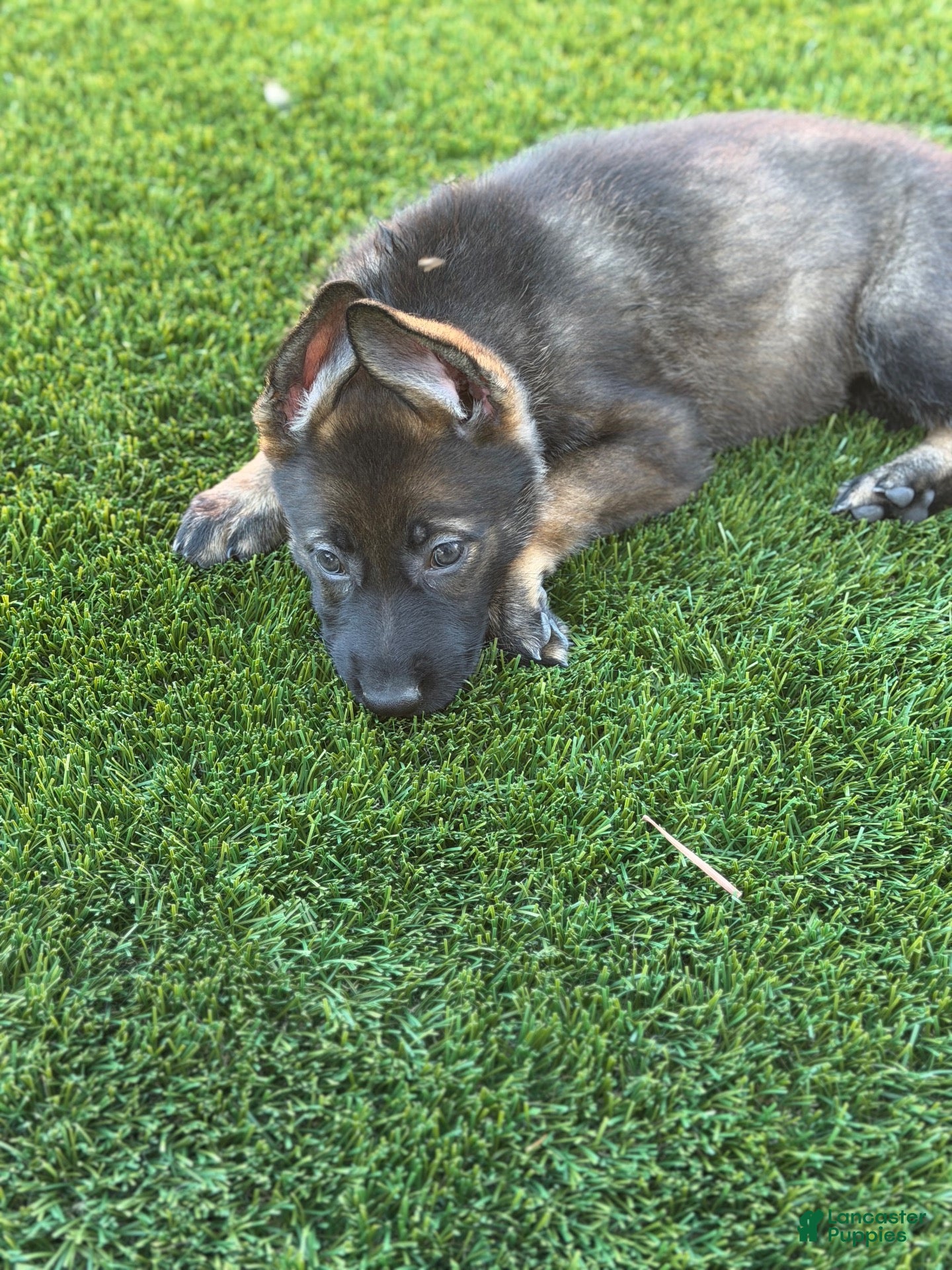 German Shepherd dogs German Shepherd 1 - Ad 12