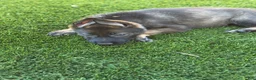 German Shepherd dogs for sale: German Shepherd 1 - Ad 1
