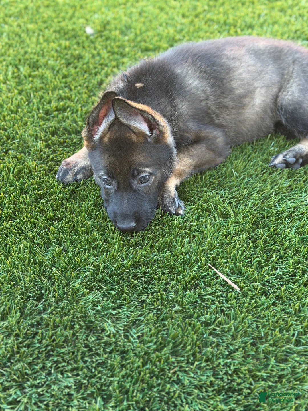 German Shepherd dogs for sale: German Shepherd 1 - Ad 1