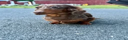 Miniature Dachshund dogs for sale: Champion Harriet Boy AKC Russian  - Ad 4