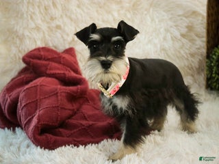 Miniature Schnauzer dogs Cordelia - Ad 16