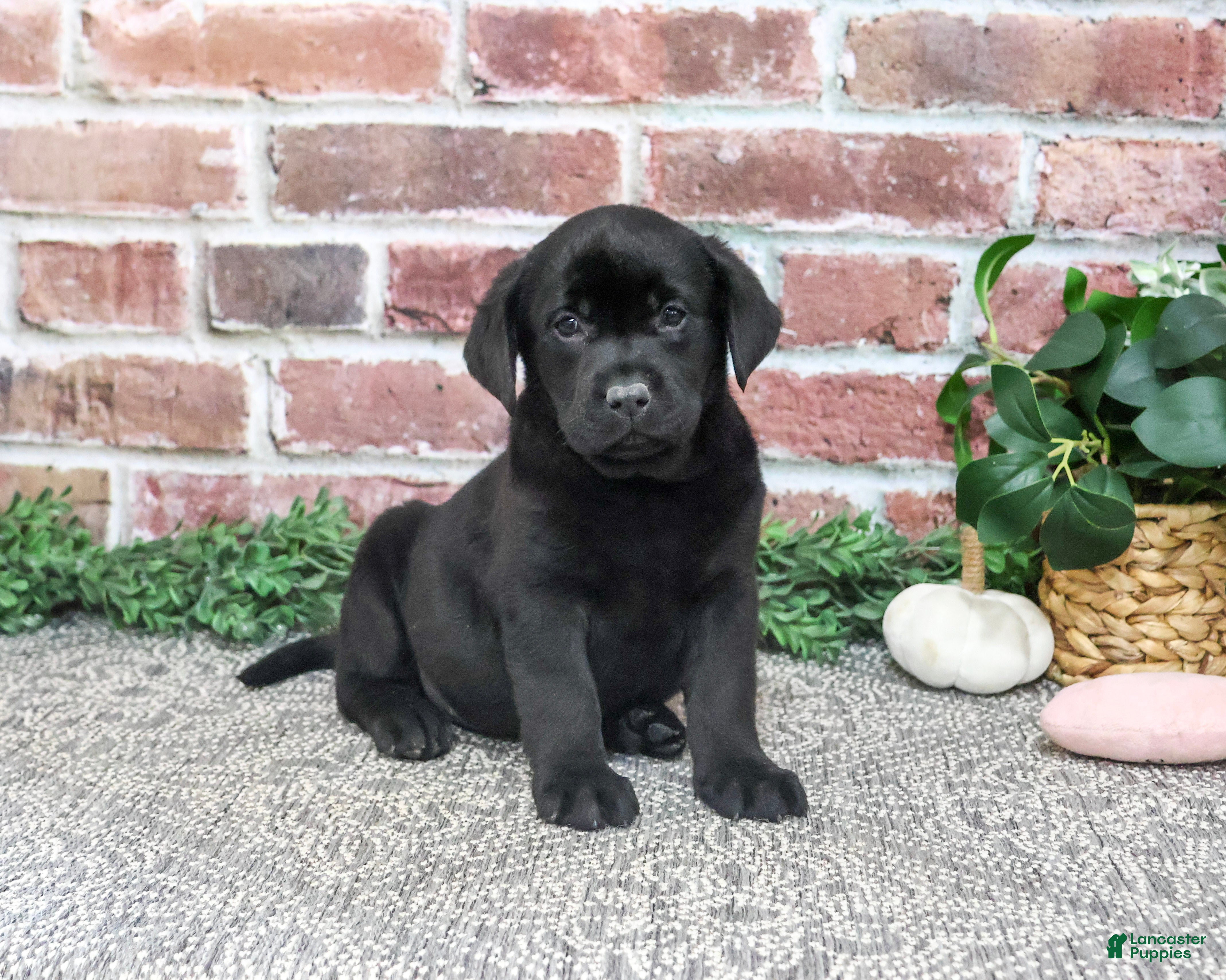 Labrador Retriever dogs Opal - Ad 26
