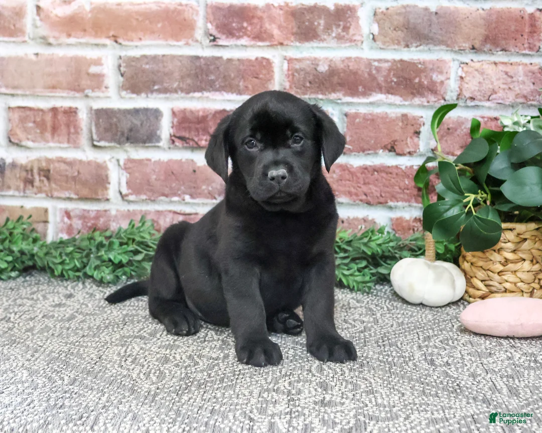 Labrador Retriever dogs for sale: Opal - Ad 1