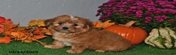 Shorkie dogs for sale: Smokey - Ad 1