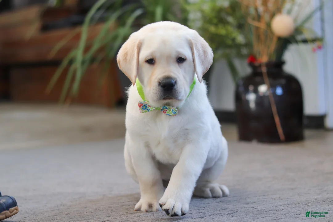 Labrador Retriever dogs for sale: Steve - Ad 3