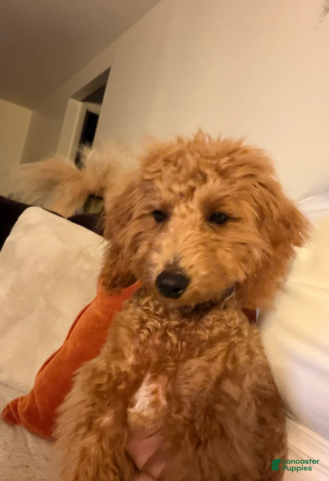 Toy Poodle dogs for sale: Toy Poodle 1 - Ad 2
