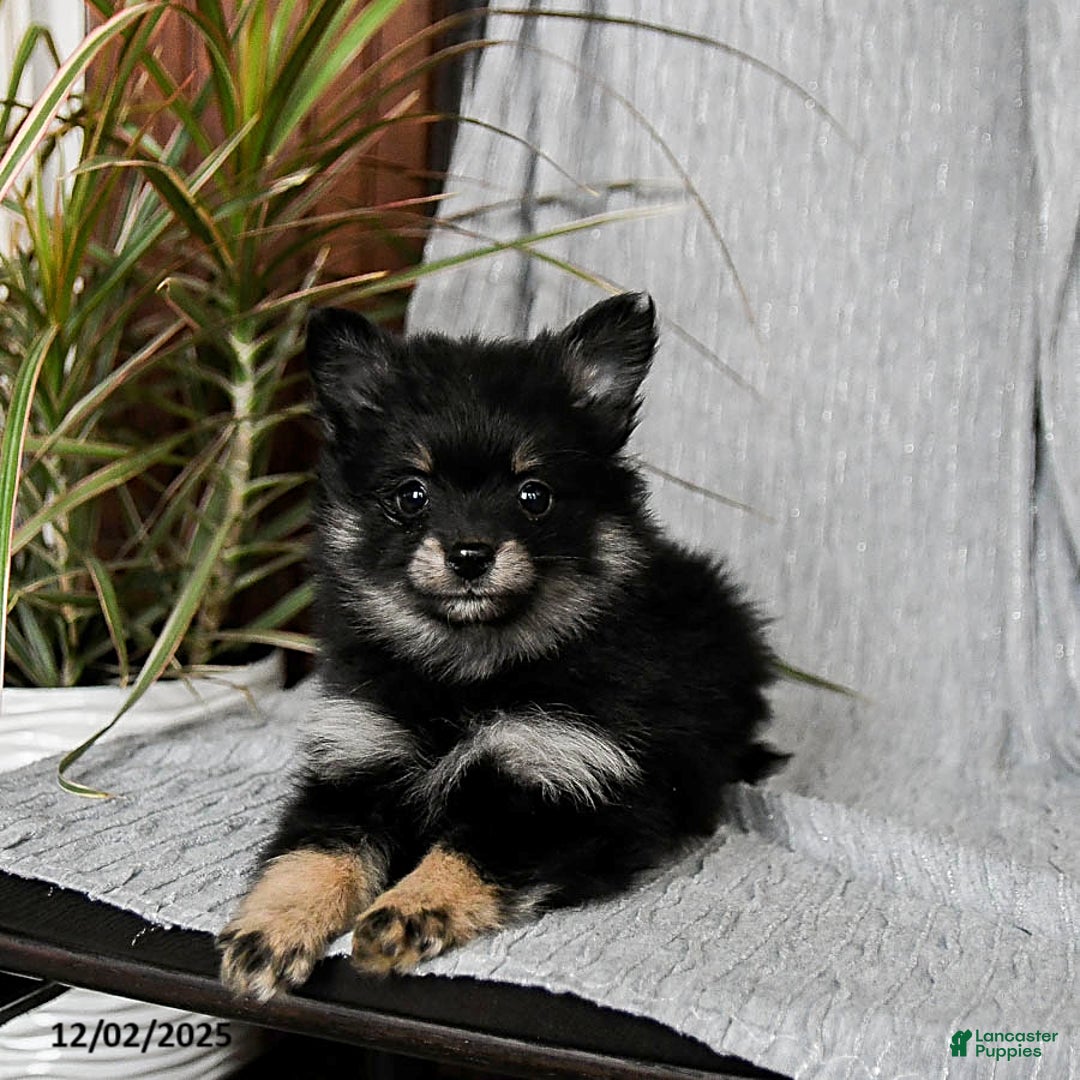 Pomeranian dogs for sale: Maggie - Ad 4