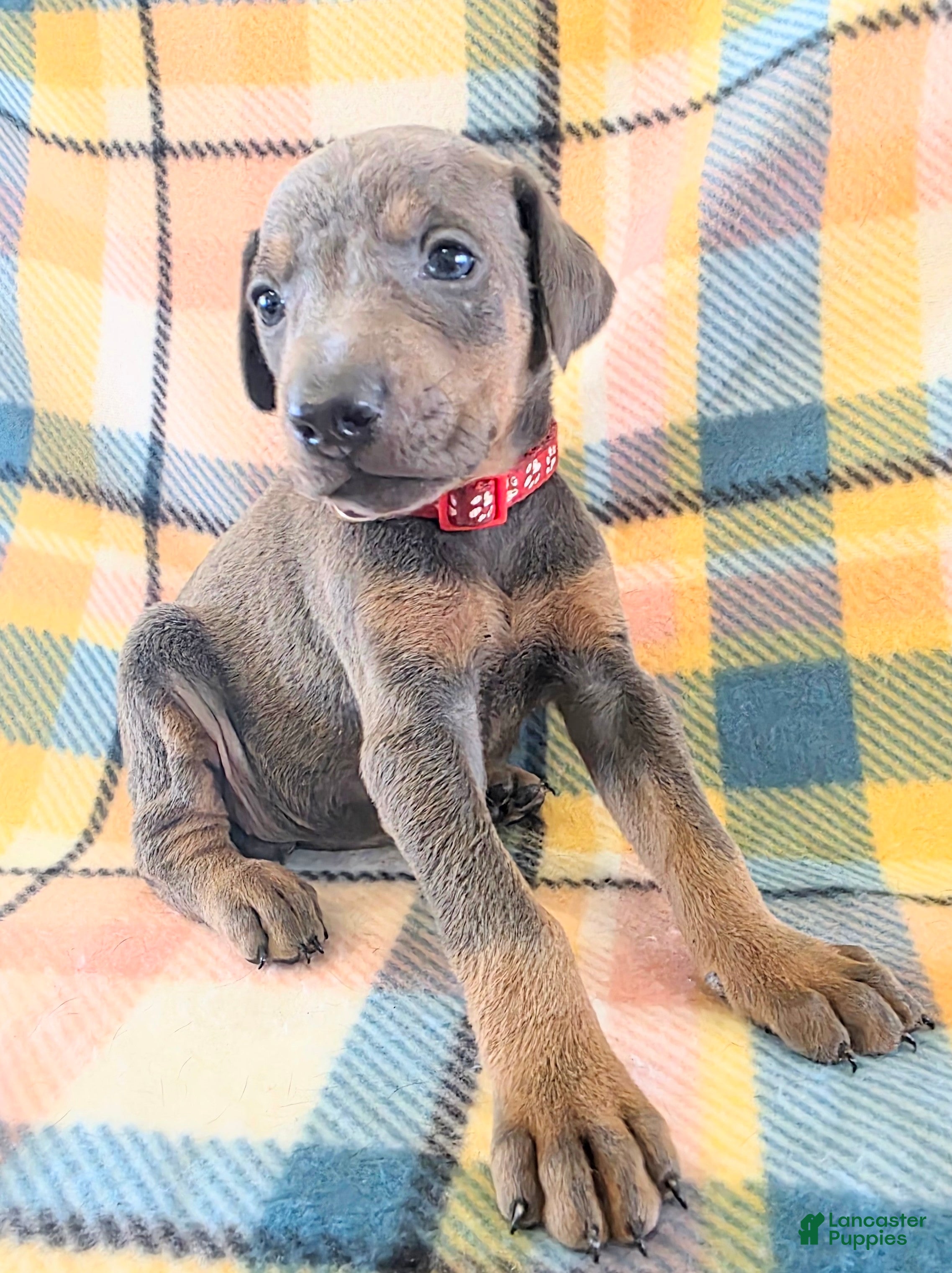 Doberman Pinscher dogs Doberman Pinscher Puppy 5 - Ad 32