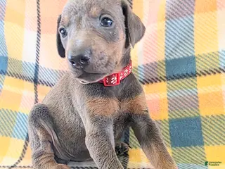 Doberman Pinscher dogs Doberman Pinscher Puppy 5 - Ad 32