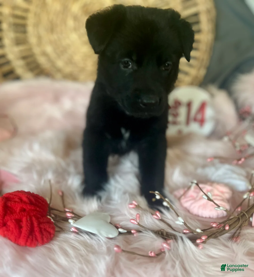 German Shepherd dogs for sale: Poppy  - Ad 8