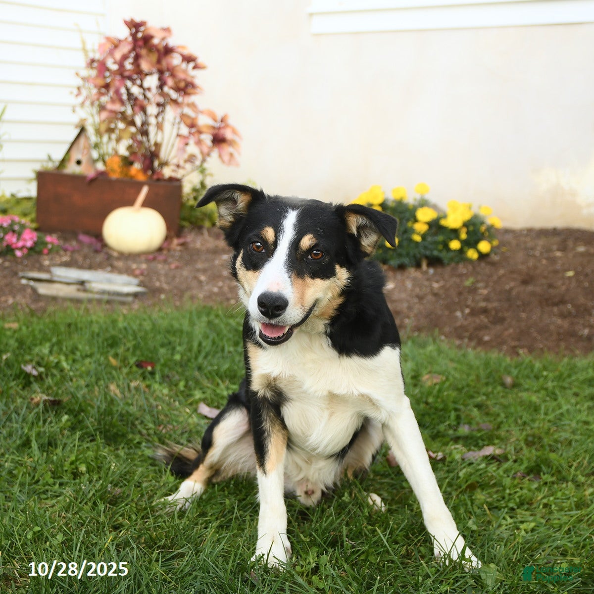 Border Collie dogs Rocky - Ad 39