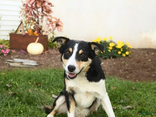 Border Collie dogs Rocky - Ad 30