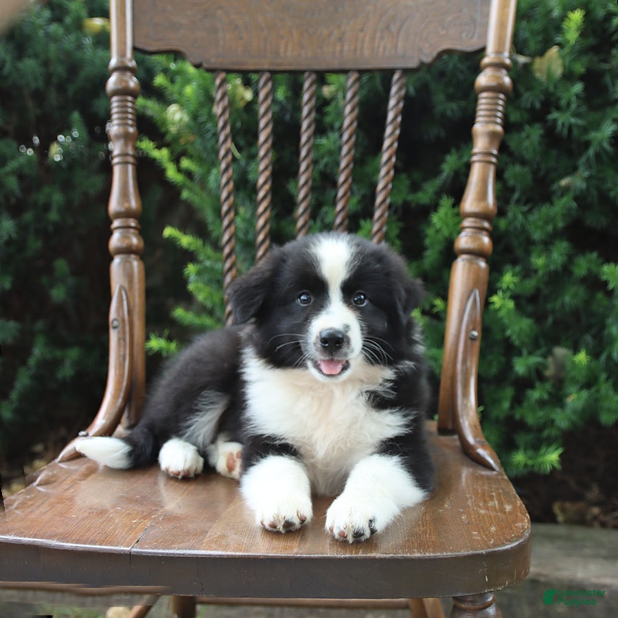 Mixed Breed dogs for sale: Daisy - Ad 3