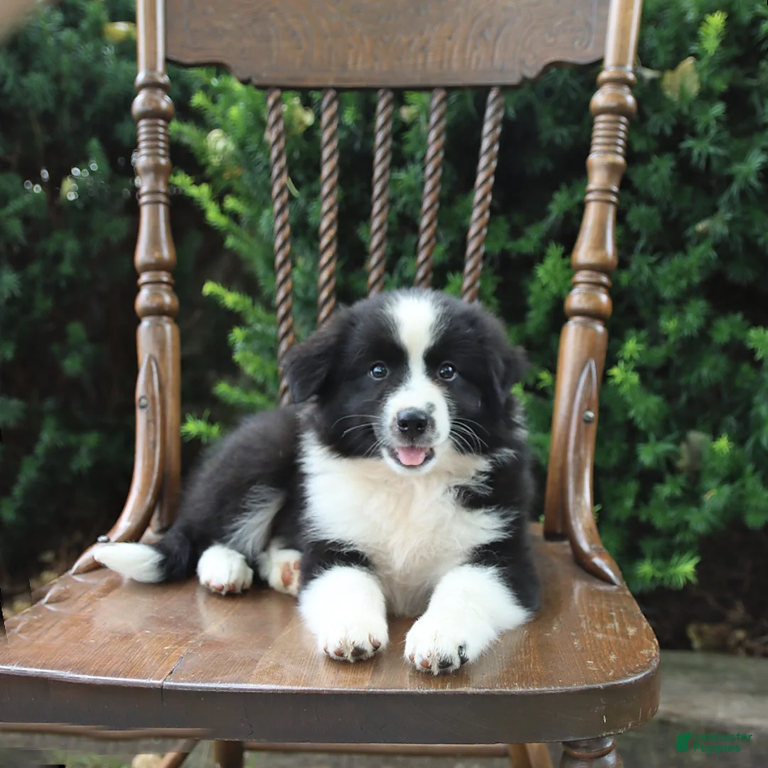 Mixed Breed dogs for sale: Daisy - Ad 1