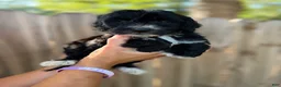 Mixed Breed dogs for sale: Mixed Breed 4 - Ad 2