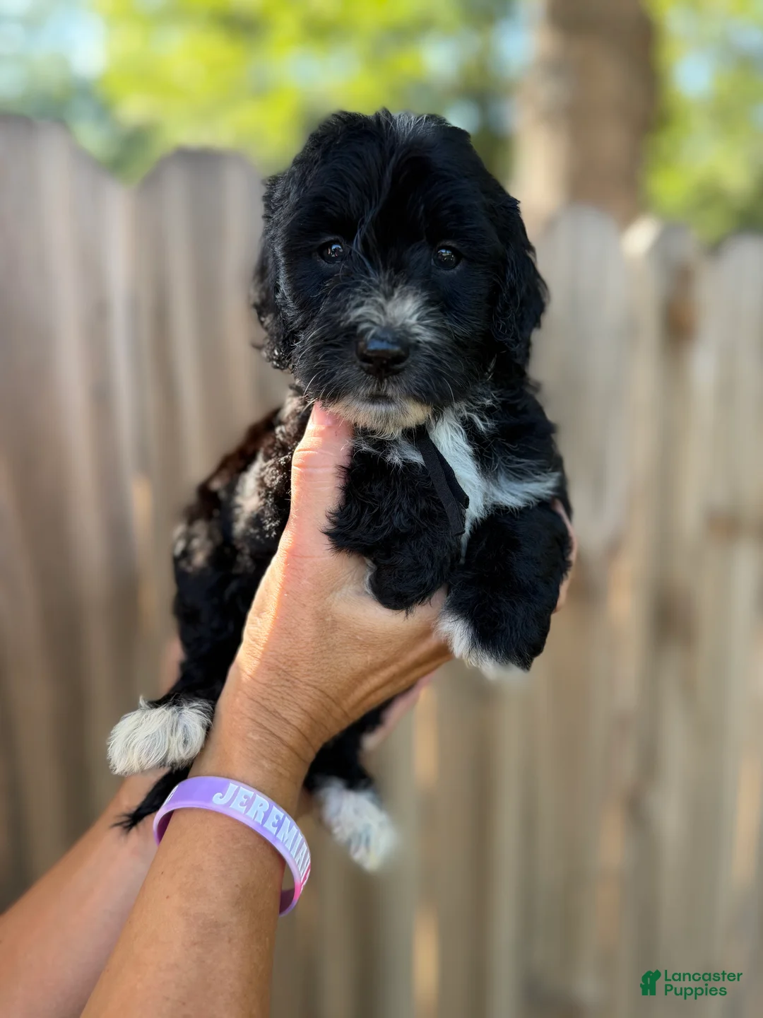 Mixed Breed dogs for sale: Mixed Breed 4 - Ad 2