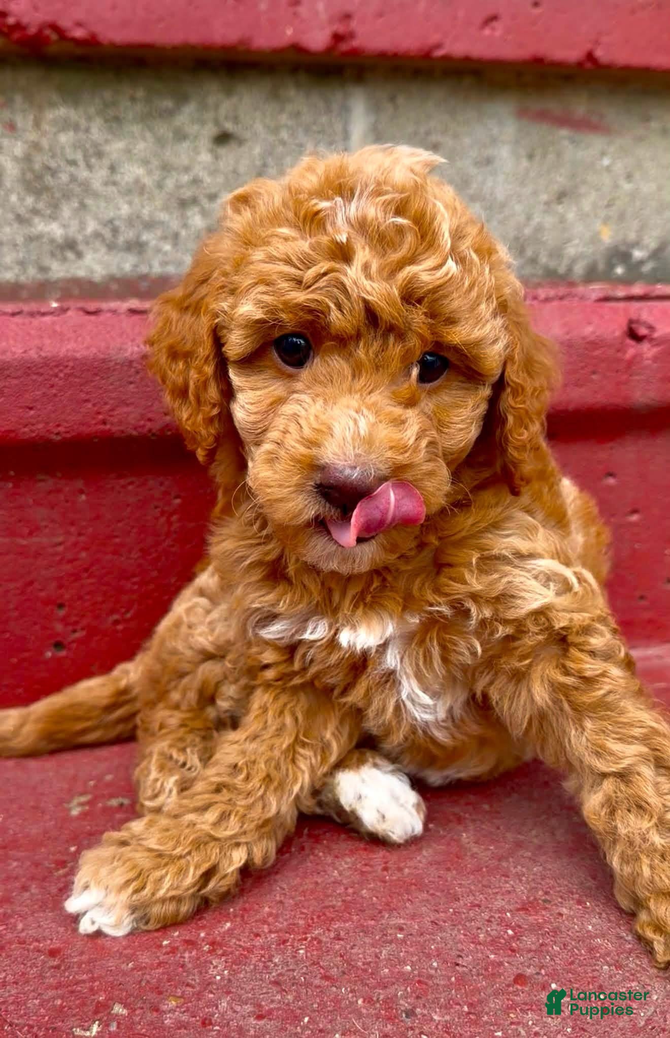 Mini Goldendoodle dogs Smalls - charting under 20 pounds - Ad 2
