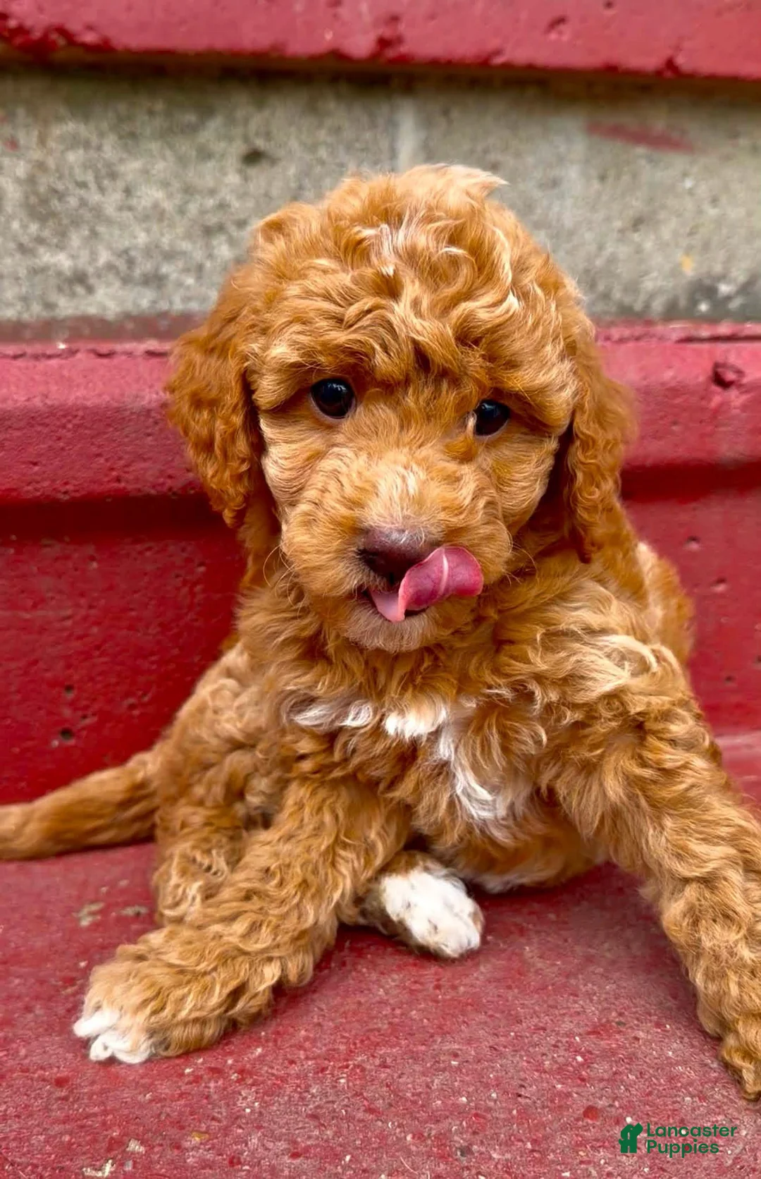 Mini Goldendoodle dogs for sale: Smalls - charting under 20 pounds - Ad 2