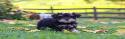 Miniature Schnauzer dogs for sale: Gracie - Ad 4