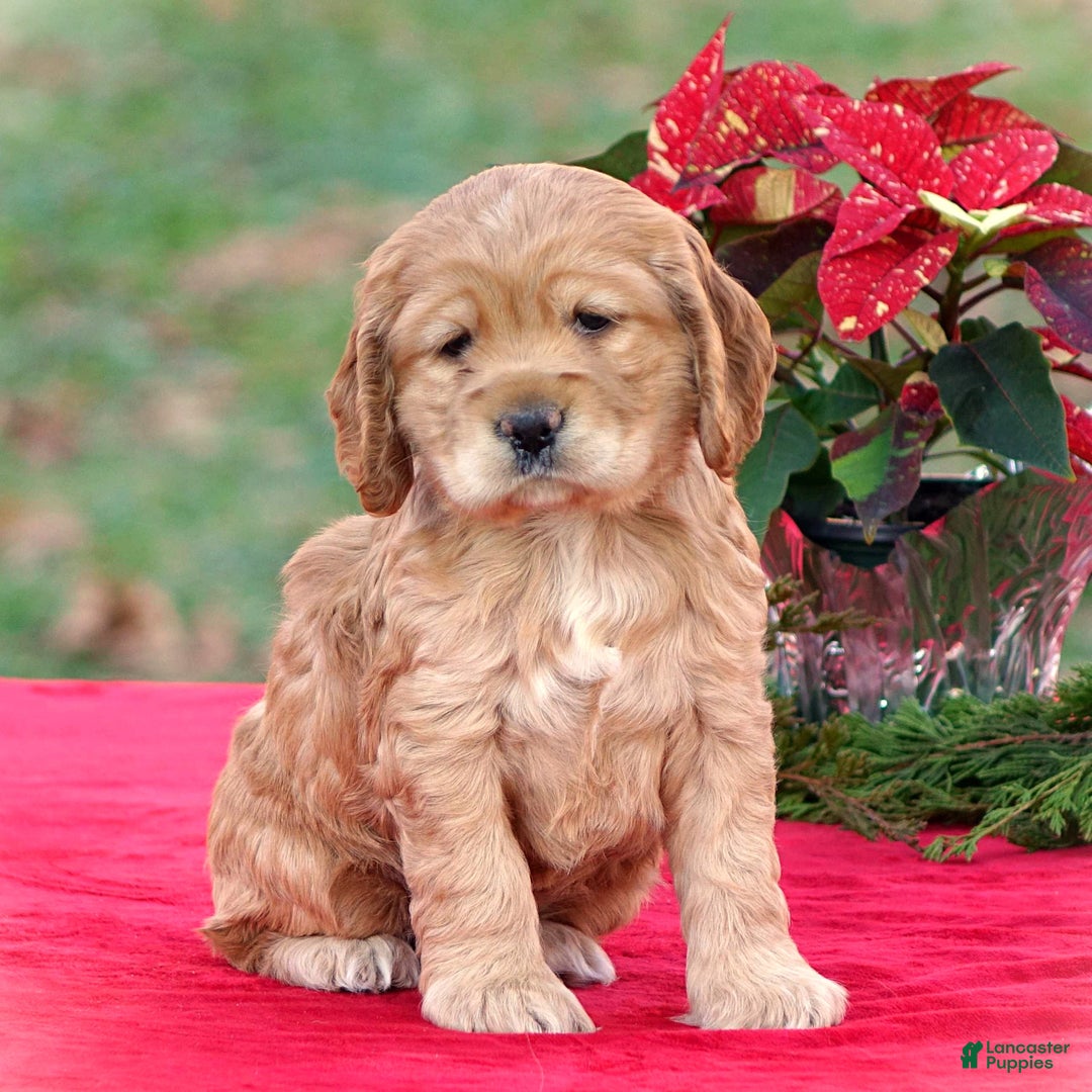 Cocker Spaniel dogs for sale: Jacqueline - Ad 2