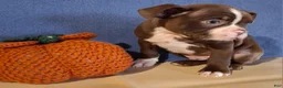 Boston Terrier dogs for sale: Ian - Ad 5