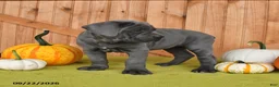 Cane Corso dogs for sale: Charm  - Ad 4