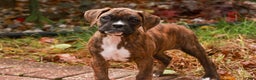 Boxer dogs for sale: Elsie - Ad 3