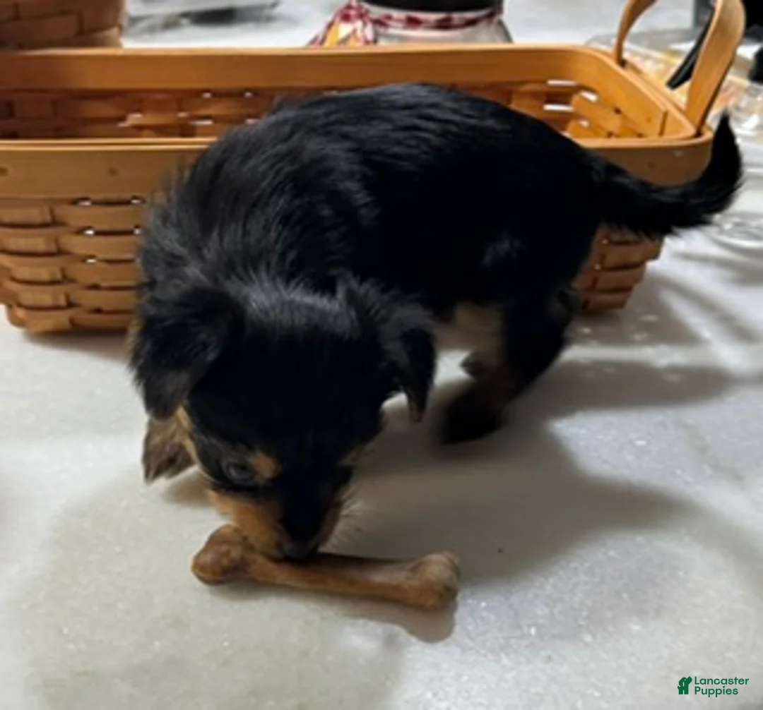 Yorkshire Terrier dogs for sale: Yorkshire Terrier 1 - Ad 2