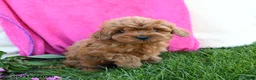 Cavapoo dogs for sale: Fifi - Ad 3