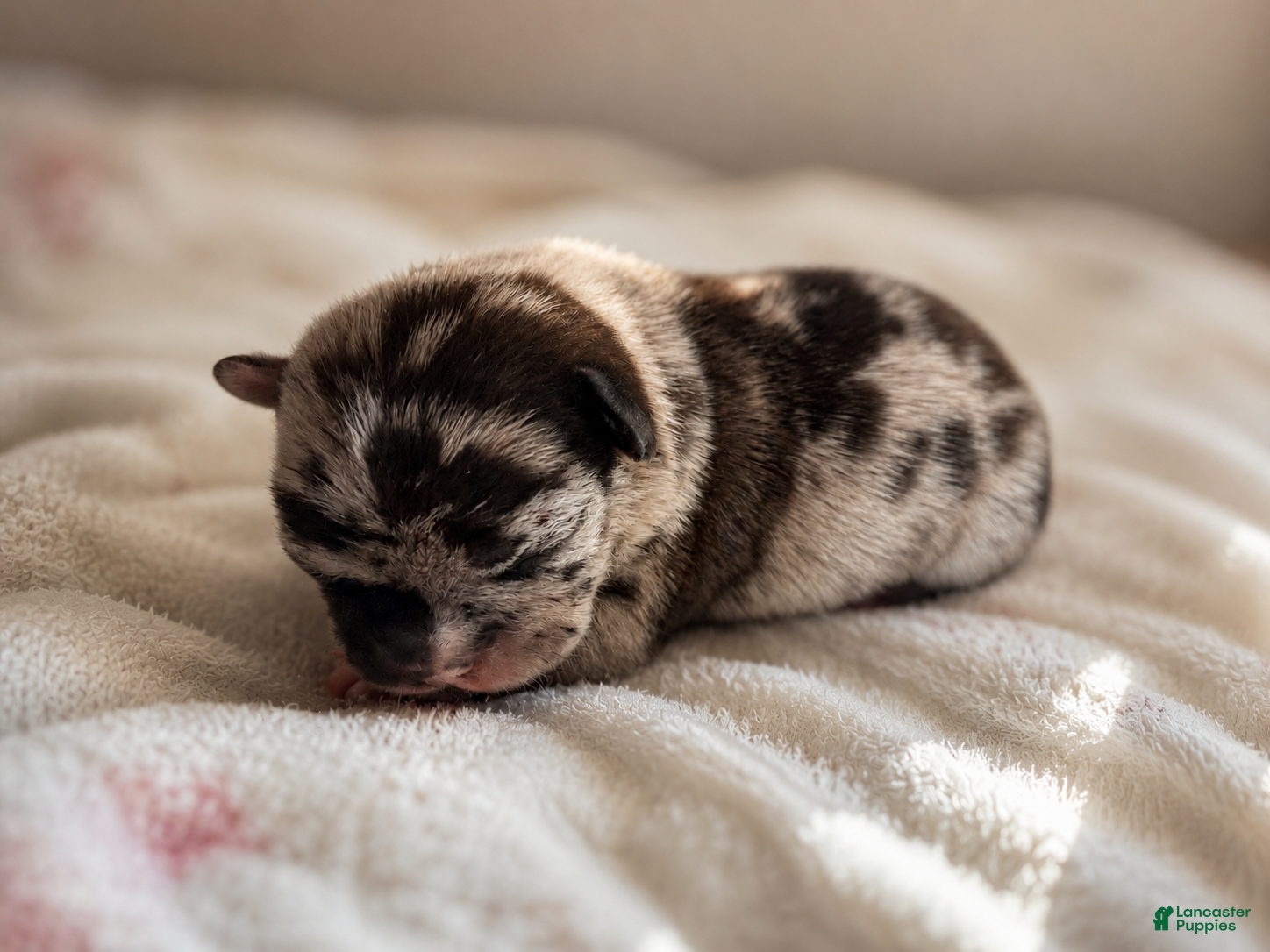 Mixed Breed dogs for sale: Clover - Ad 4