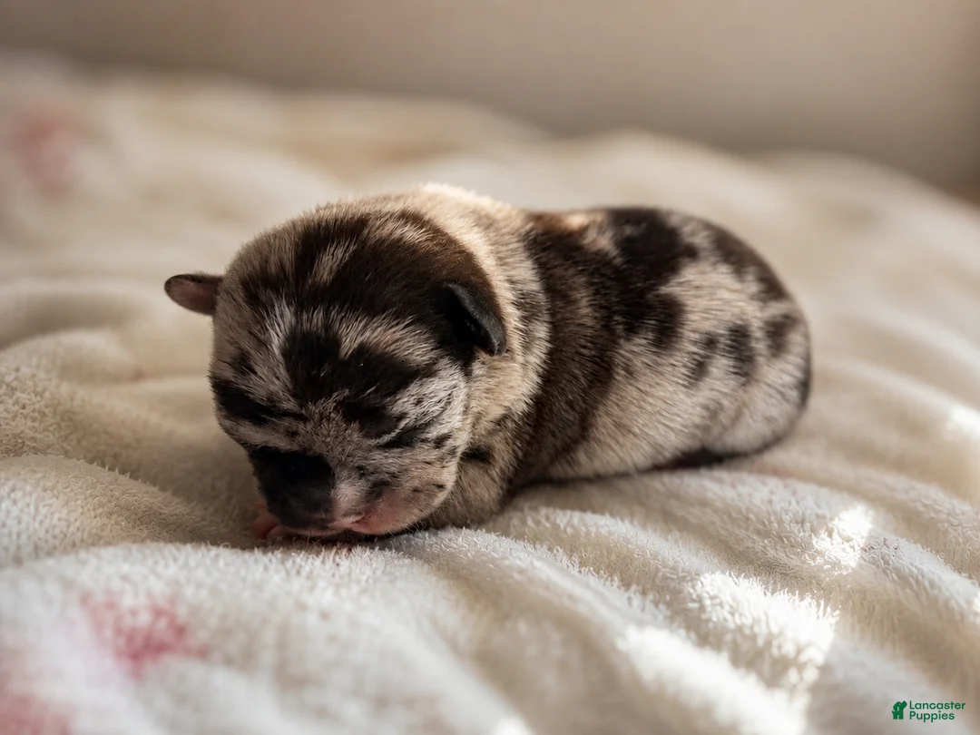 Mixed Breed dogs for sale: Clover - Ad 1