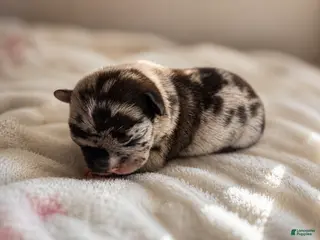 Mixed Breed dogs for sale: Clover - Ad 4