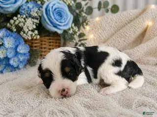 Mini Bernedoodle dogs for sale: Atlas - Ad 2