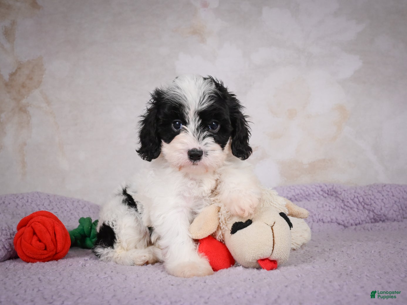 Cavapoo dogs Casey - Ad 2